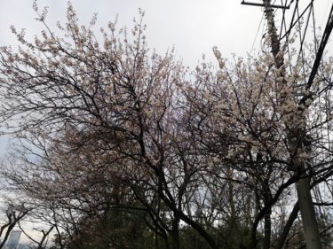 早咲きの桜。。。