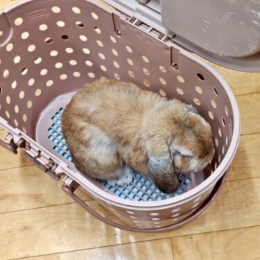 ピコちゃん病院へ。。。