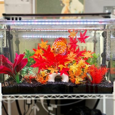 モミジ水槽。。。