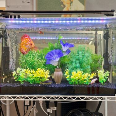 アサガオ水槽。。。