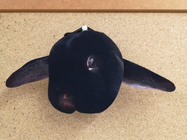 うさぎの壁掛け時計。。。