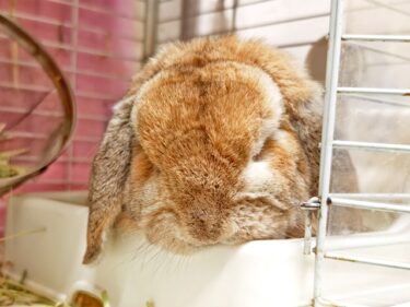 お昼寝ピコちゃん。。。