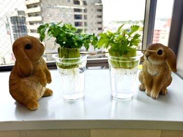 再生セロリ、育ってます。。。