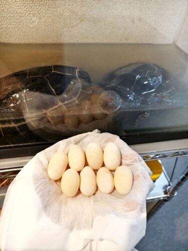 産みました。。。