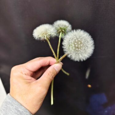 たんぽぽ。。。