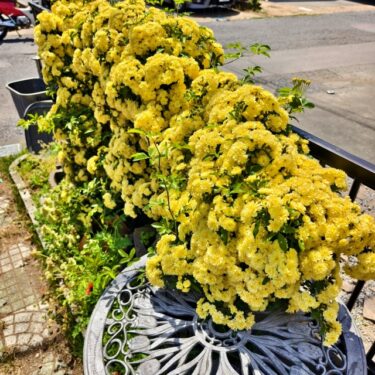 モッコウバラ。。。