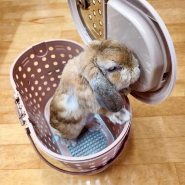 ピコちゃん病院へ(二日目)。。。