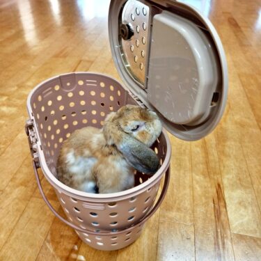 ピコちゃん検診。。。
