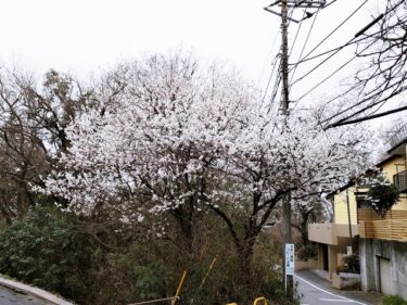 早咲きの桜。。。