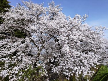 お花見。。。