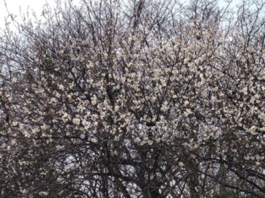 早咲きの桜。。。