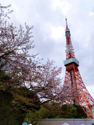 桜と東京タワー。。。