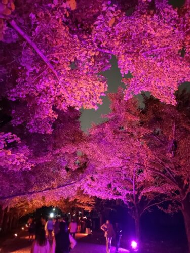 昭和記念公園のライトアップ。。。
