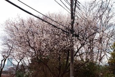 早咲きの桜。。。