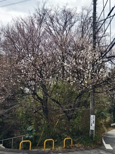 早咲きの桜。。。